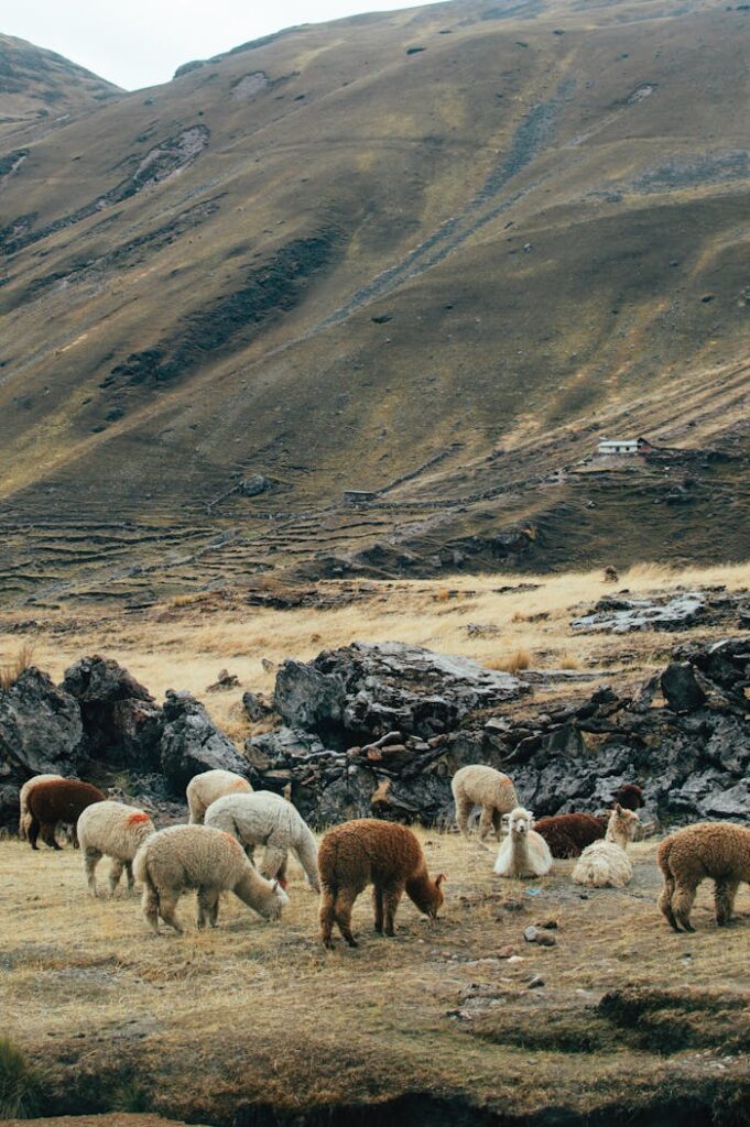 Peaceful alpacas grazing in the stunning Andes mountains of Cusco, Peru.