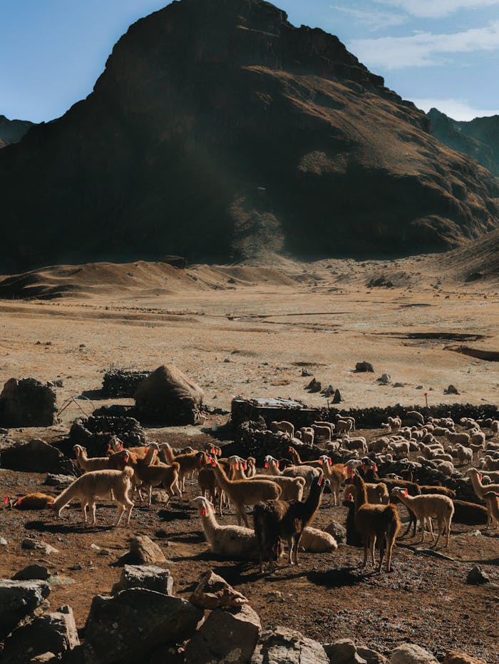 Herd of alpacas in the stunning Andean mountains of Peru during daytime.