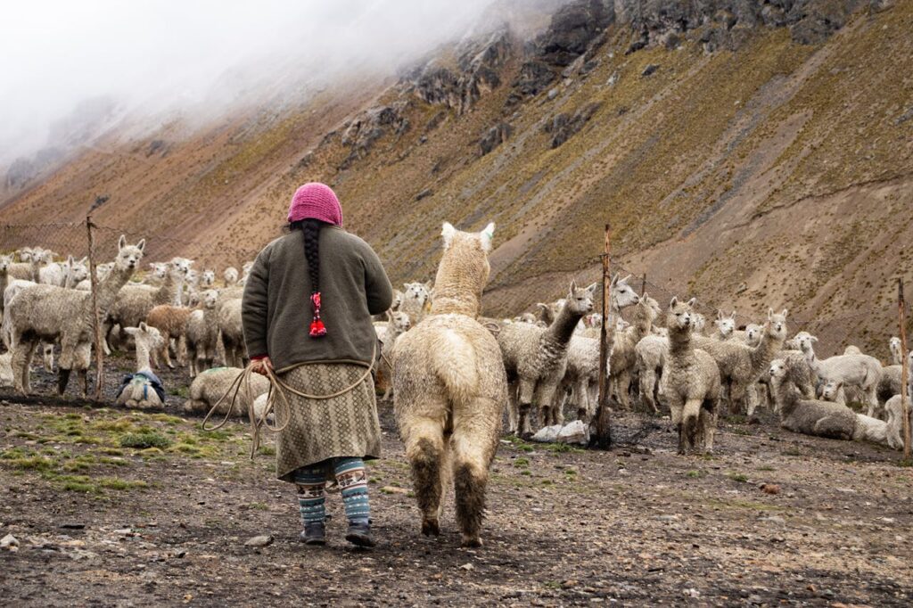 The Art of Drawing Readers In: Your attractive post title goes here A shepherd tends to a herd of alpacas in the scenic Andean mountains of Arequipa, Peru.