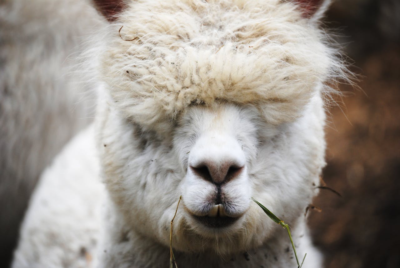 Adorable close-up of a fluffy alpaca munching on grass, showcasing its furry head.