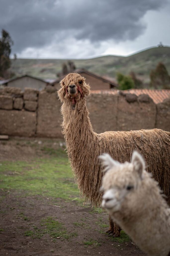 Crafting Captivating Headlines: Your awesome post title goes here Suri and Huacaya alpacas standing in a rustic Peruvian field under cloudy skies.